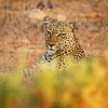 Levhart skvrnity - Panthera pardus - Leopard o8433